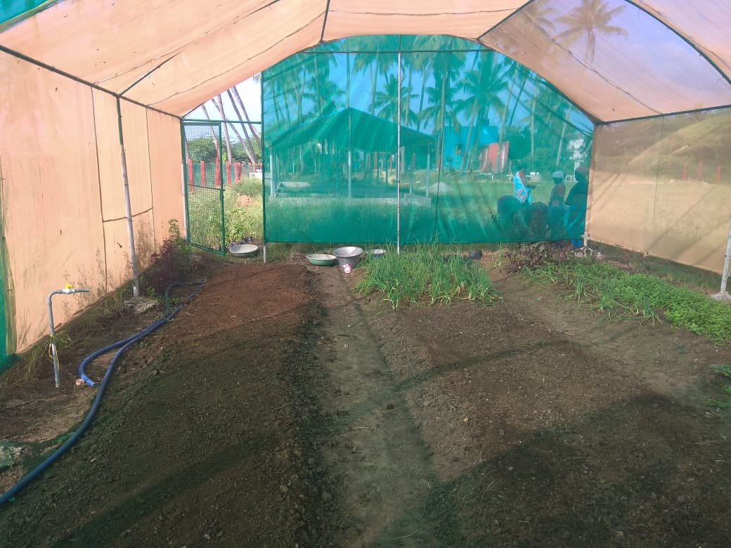 Seedlings